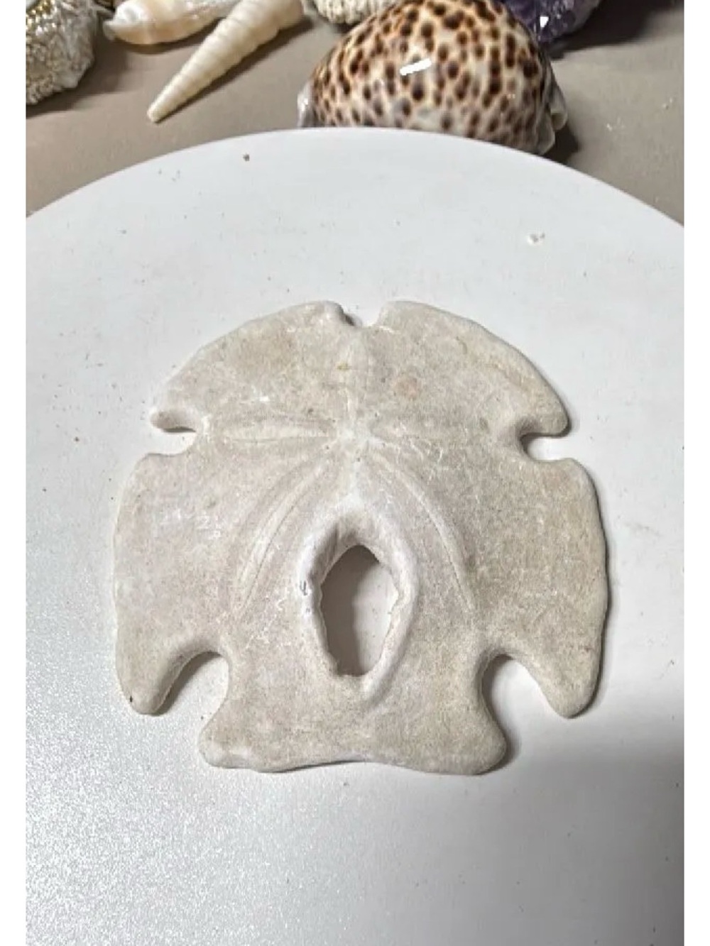 large arrowhead sand dollar-origin San Diego, CA